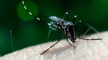Ya son 280 los fallecidos y más de 396 mil los casos confirmados de dengue en todo el país