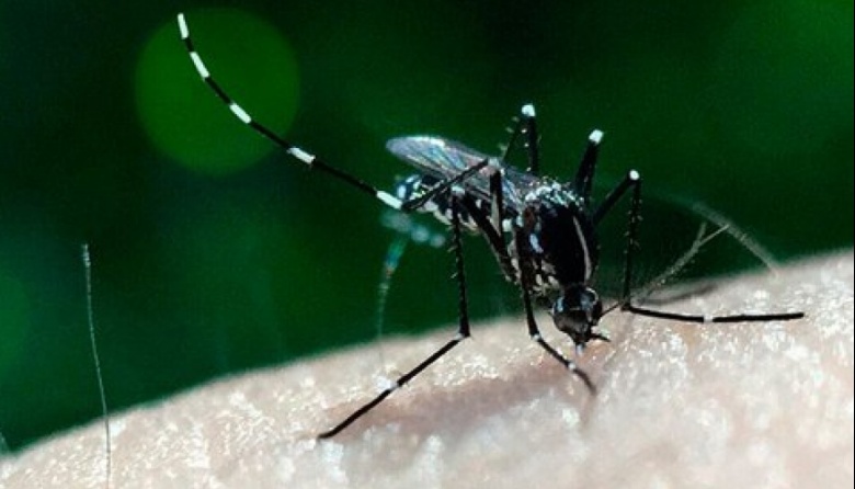 Ya son 280 los fallecidos y más de 396 mil los casos confirmados de dengue en todo el país