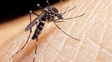 Brote histórico de dengue: Ya se registraron 197 muertes y casi 270 mil contagios
